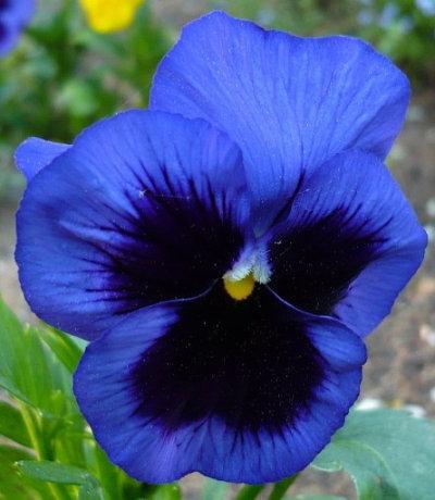 Pansy Blue Blotched 100 seeds - Vesta Market