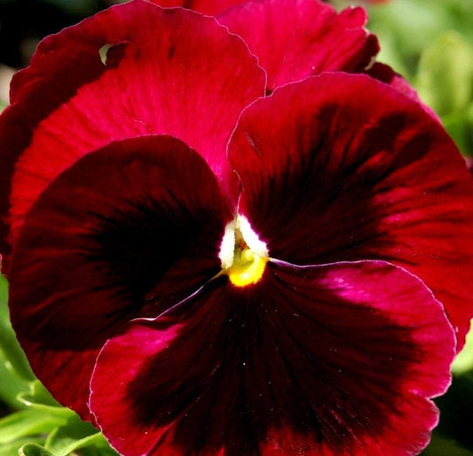 Pansy Red Blotched 100 seeds - Vesta Market