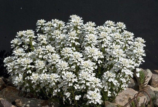 Candytuft Hycinthiflora 50 seeds - Vesta Market