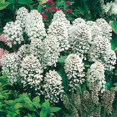 Candytuft Hycinthiflora 50 seeds - Vesta Market