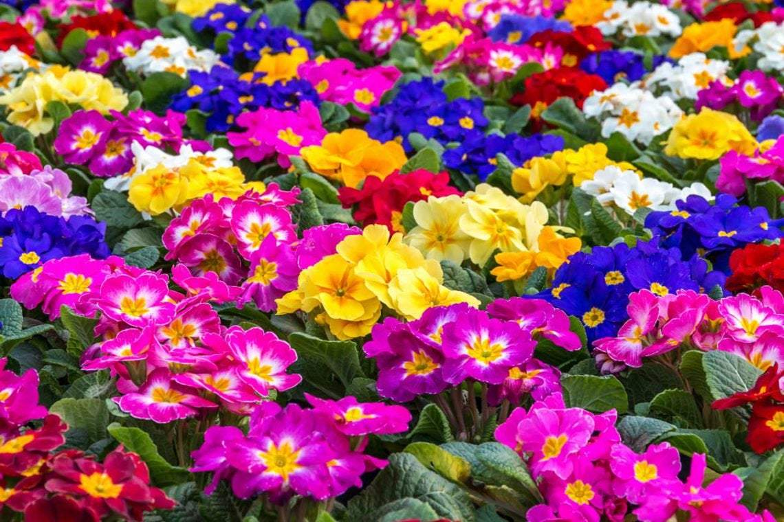Primula Elatior 200 seeds - Vesta Market