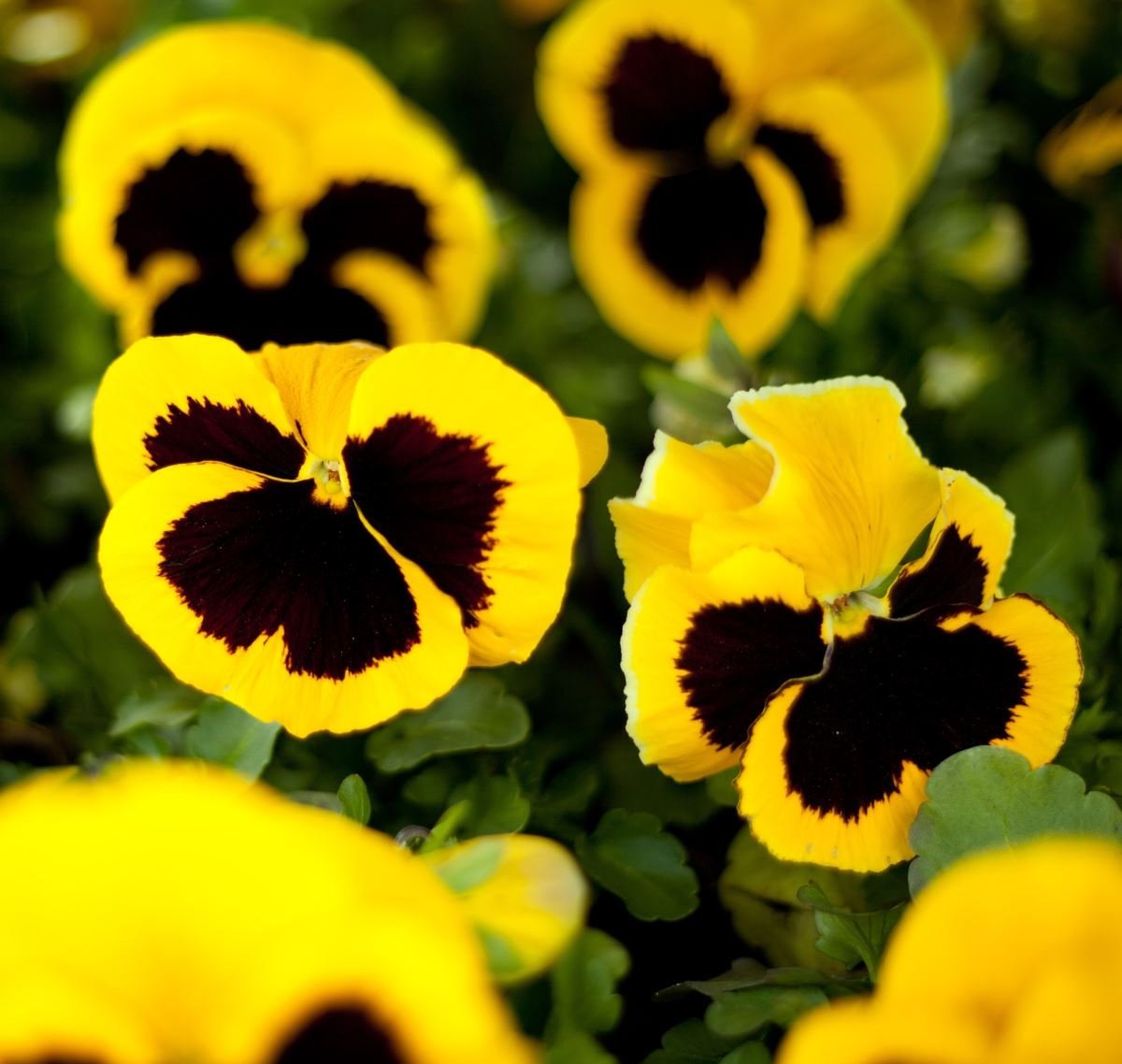 Pansy Yellow Blotched 50 seeds - Vesta Market