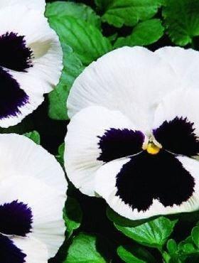 Pansy White Blotched 50 seeds - Vesta Market