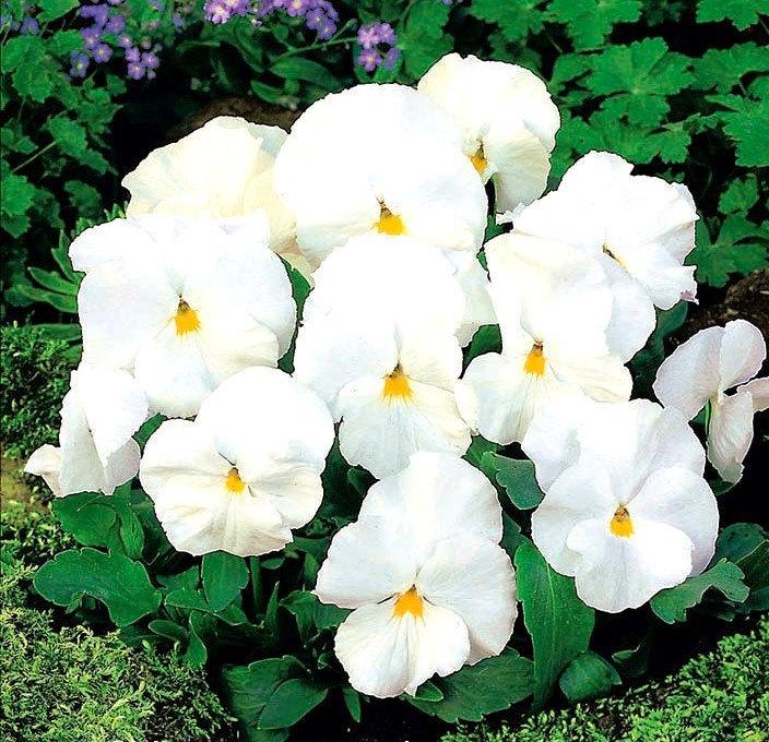 Pansy White 50 seeds - Vesta Market