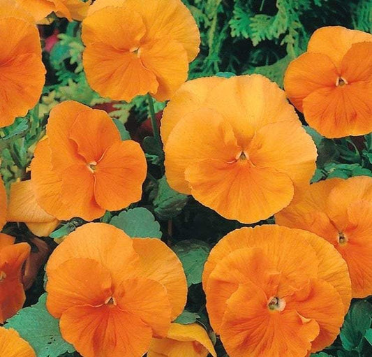 Pansy Orange 50 seeds - Vesta Market