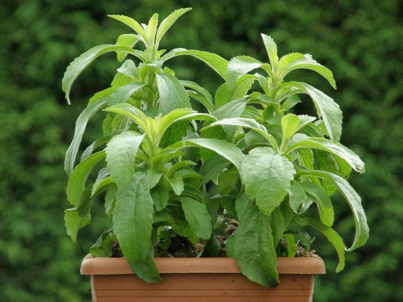 Stevia 50 seeds Vesta Market