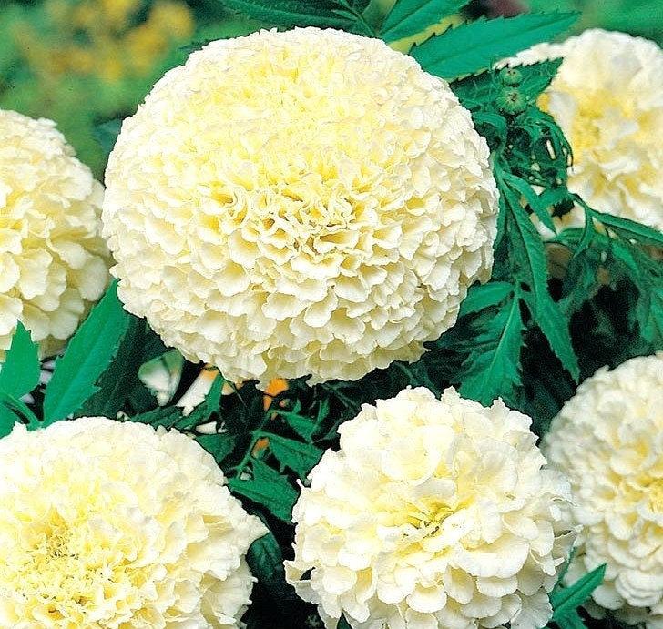 African Marigold Kilimanjaro 30 seeds - Vesta Market