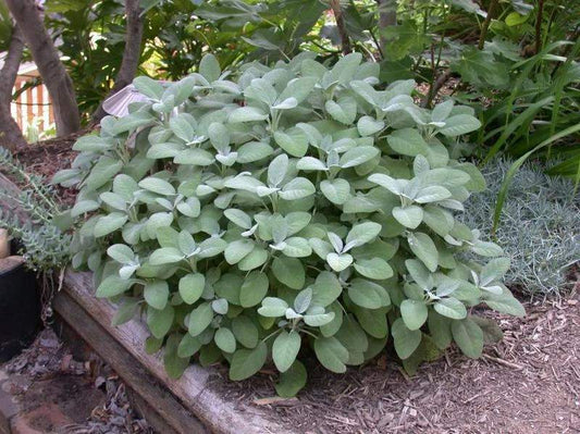 Medical Sage 100 seeds - Vesta Market