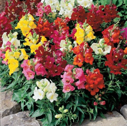 Snapdragon Mixed Colors 100 Seeds Vesta Market