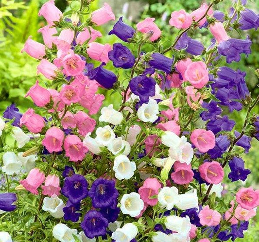 Garden Bells - mix colors 200 seeds - Vesta Market