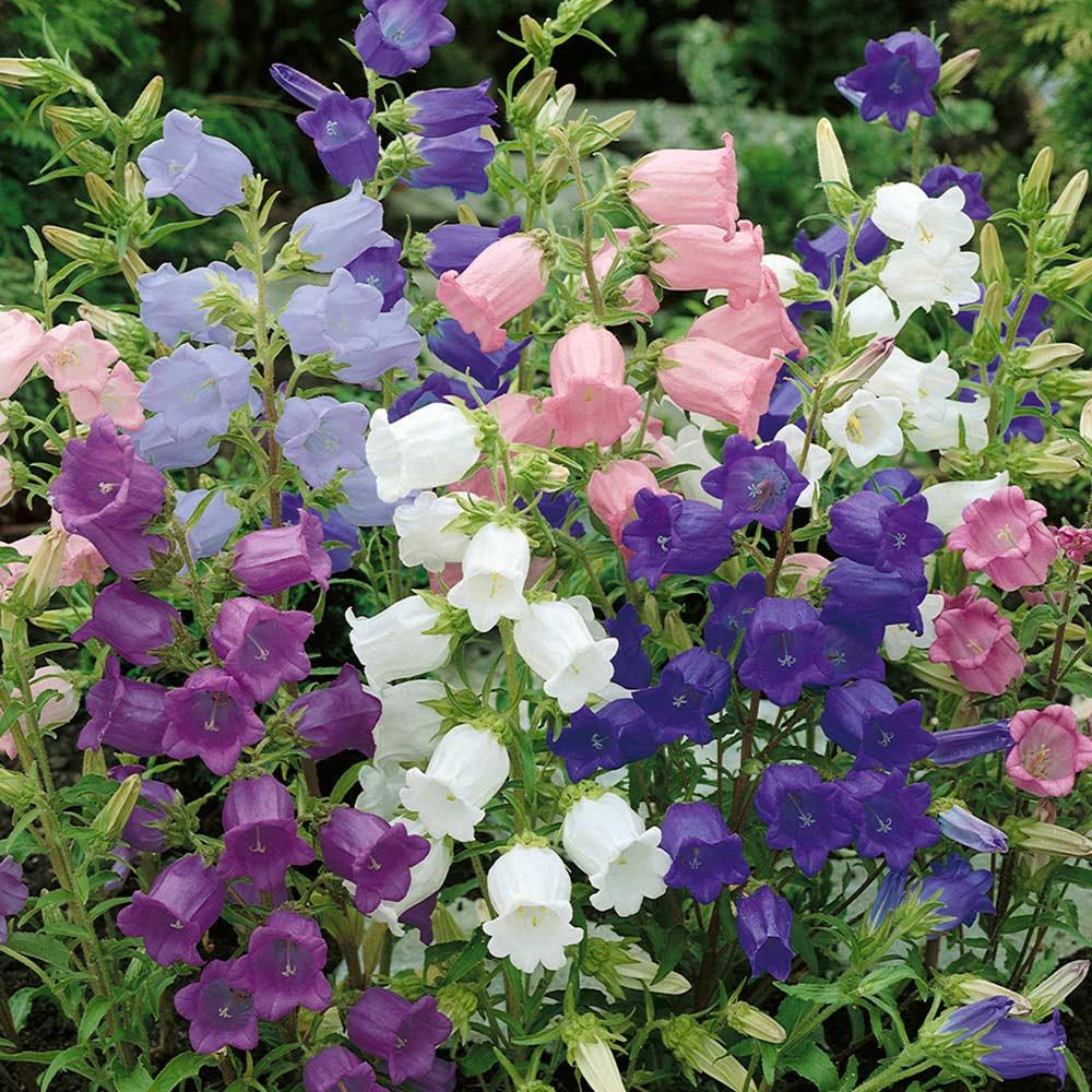 Garden Bells - mix colors 200 seeds - Vesta Market