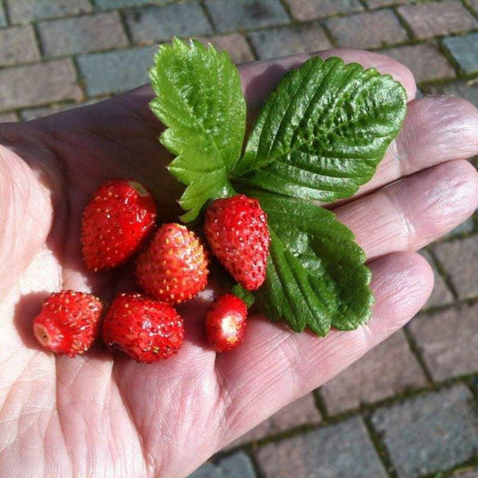 Regina Wild Strawberry - Large Fruit 100 SEEDS Vesta Market