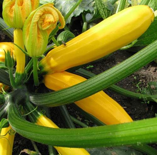 Golden Zucchini 20 seeds - Vesta Market