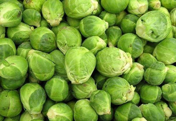 Brussel Sprouts Groninger 200 Seeds - Vesta Market