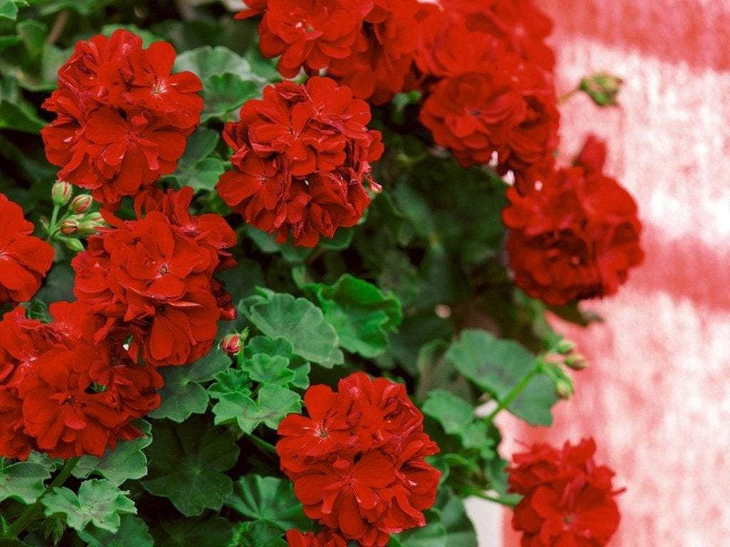 Geranium Red 10 seeds - Vesta Market