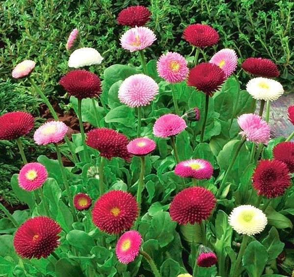 100 seeds Bellis perennis mixed colors - Vesta Market