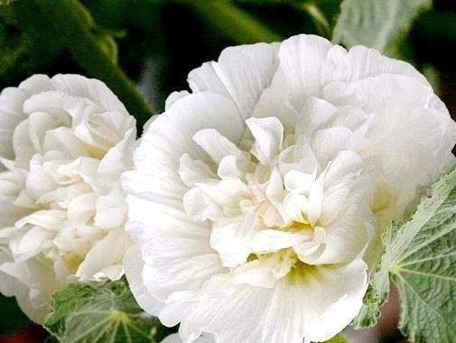Hollyhock Flower 20 seeds - Vesta Market