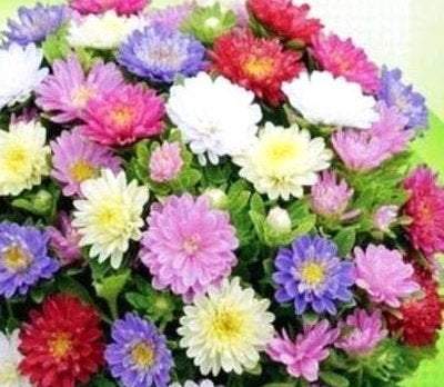 Dwarf Aster - Pinocchio - 100 seeds MIXED COLORS - Vesta Market
