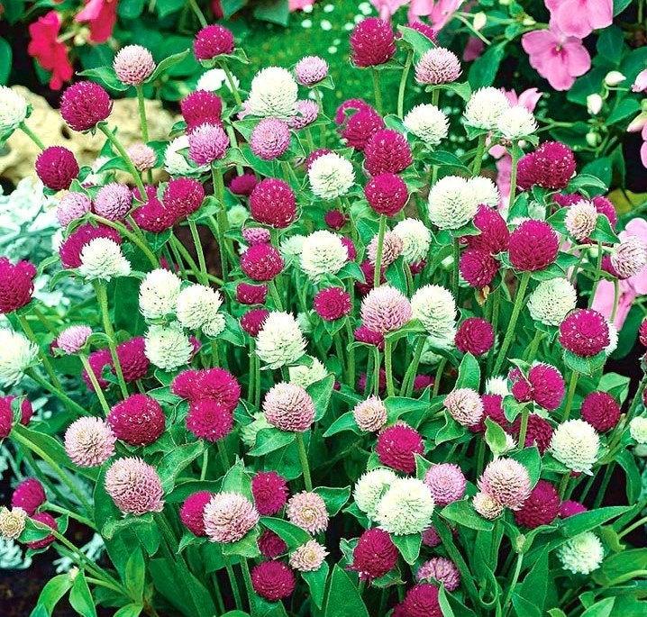 Globe Amaranth Mix Color 100 seeds - Vesta Market
