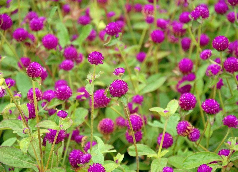 Globe Amaranth Mix Color 100 seeds - Vesta Market