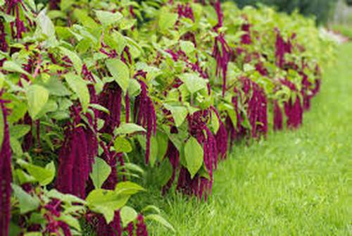Grand Amaranth 300 seeds - Vesta Market