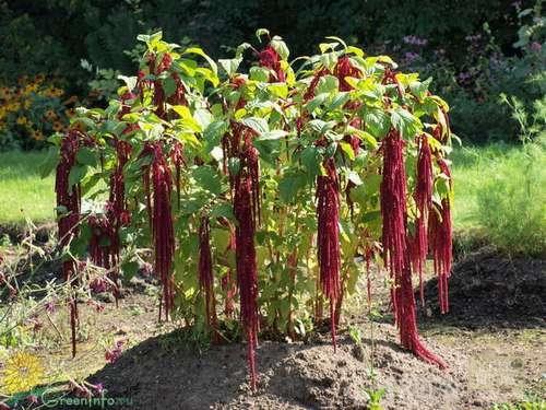 Grand Amaranth 300 seeds - Vesta Market