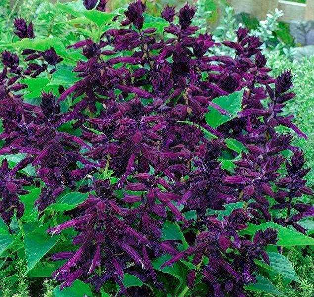 Shiny Sage - Purple- 10 seeds Vesta Market