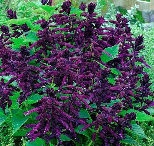 Shiny Sage - Purple- 10 seeds Vesta Market