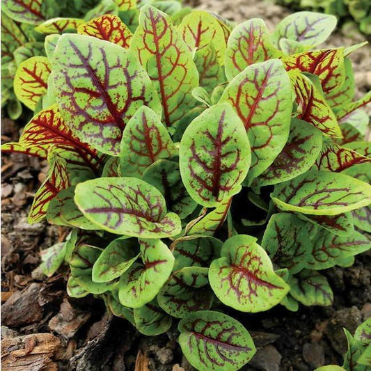 Bloody Dock Sorrel 50 seeds - Vesta Market