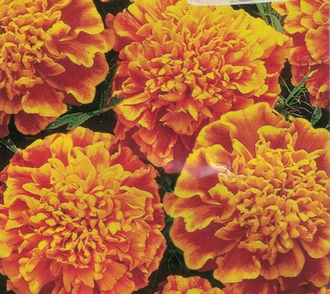 French Marigold Bolero 50 seeds - Vesta Market