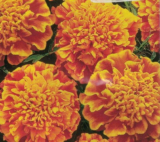 French Marigold Bolero 50 seeds - Vesta Market