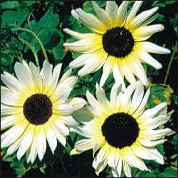 Sunflower Cucumberleaf Vanilla Ice 30 seeds Vesta Market