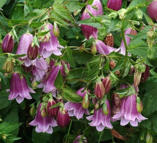 Dotted Bell Flower 200 Seeds - Vesta Market