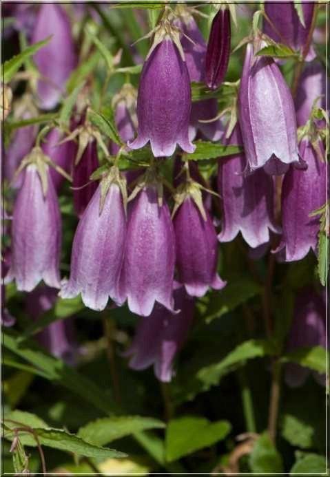 Dotted Bell Flower 200 Seeds - Vesta Market