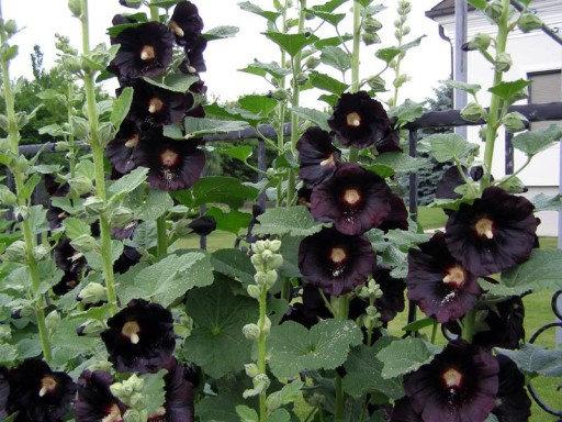 Hollyhock Black 20 seeds - Vesta Market