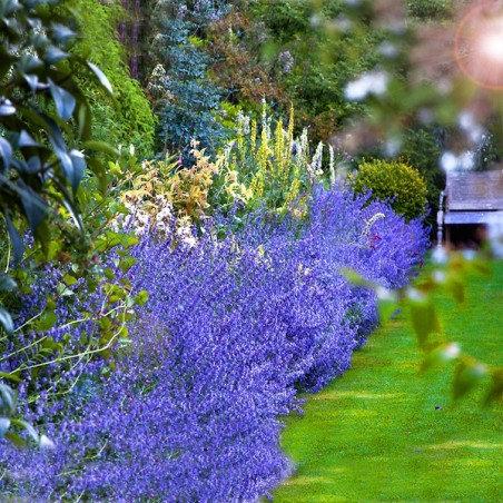 Catnip Catmint 100 Seeds - Vesta Market