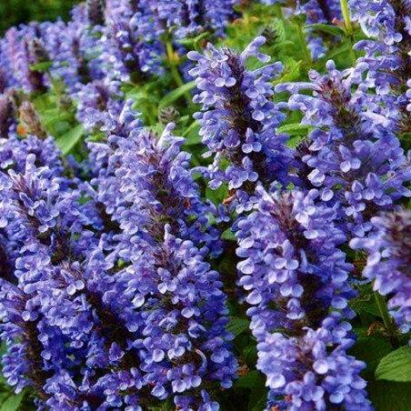Catnip Catmint 100 Seeds - Vesta Market