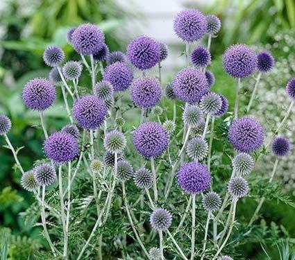 Southern Globethistle 50 seeds Vesta Market