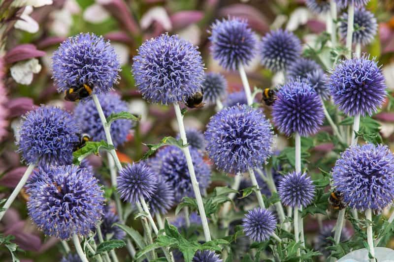 Southern Globethistle 50 seeds Vesta Market