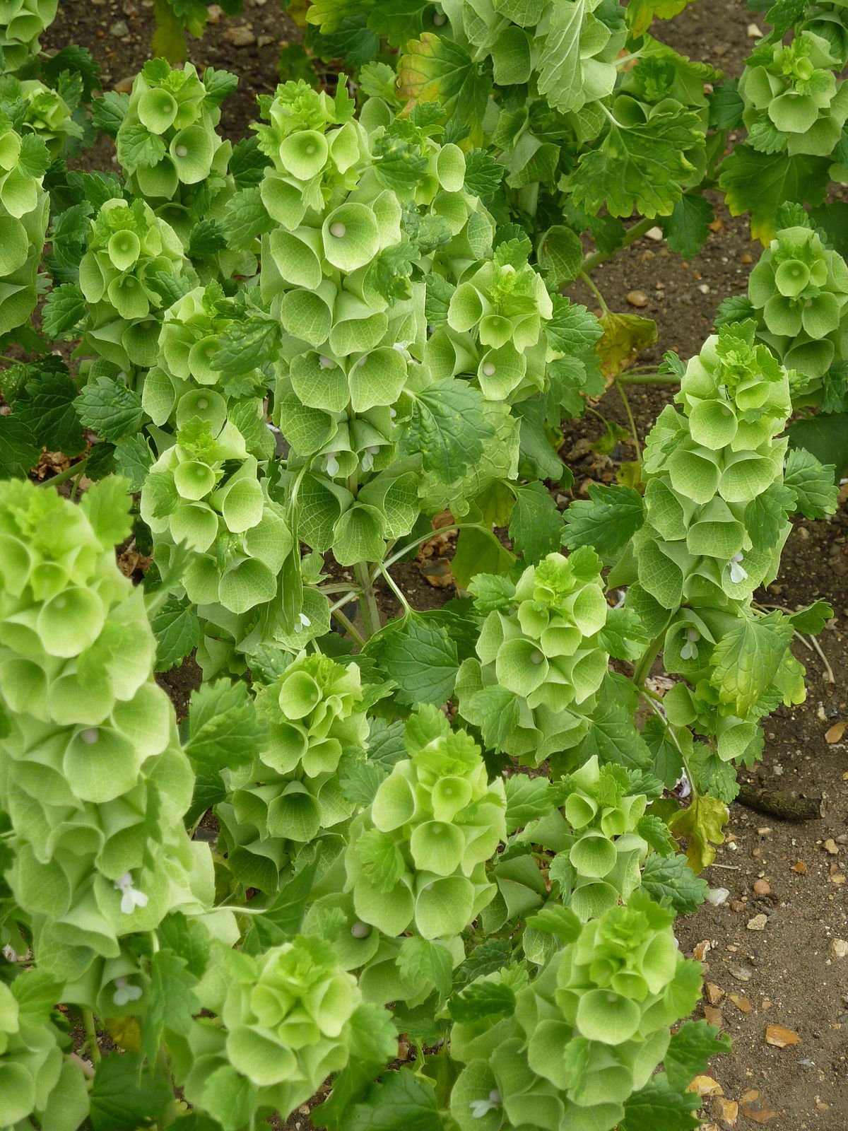 Irish Bellflower 200 seeds - Vesta Market