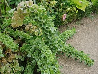 Irish Bellflower 200 seeds - Vesta Market