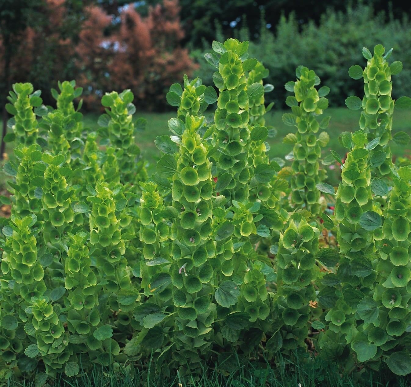 Irish Bellflower 200 seeds - Vesta Market