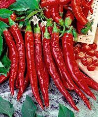 Cayenne Pepper 50 seeds - Vesta Market