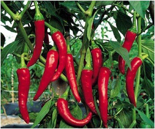 Cayenne Pepper 50 seeds - Vesta Market