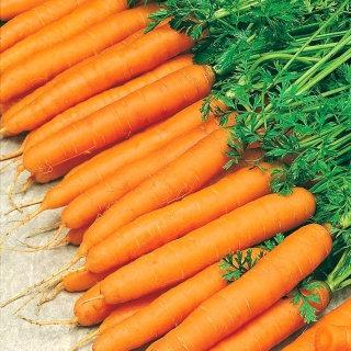Early Carrot Amsterdam 3 - 300 seeds - Vesta Market