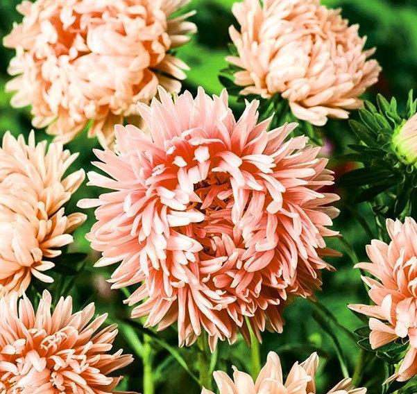 Aster Tall Paeony Janina 200 seeds. - Vesta Market