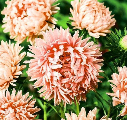 Aster Tall Paeony Janina 200 seeds. - Vesta Market