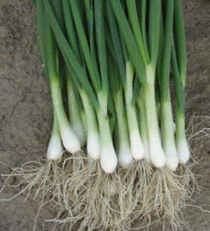 Onion Bajkal 1000 seeds - Vesta Market