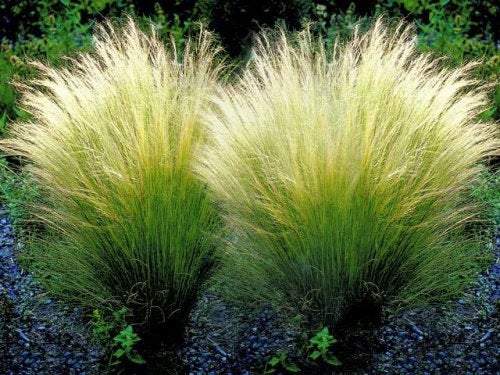 Pony Tails Grass 50100seeds - Vesta Market