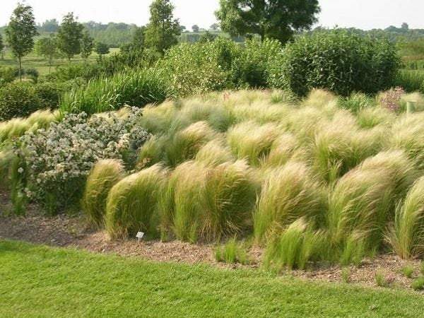 Pony Tails Grass 50100seeds - Vesta Market